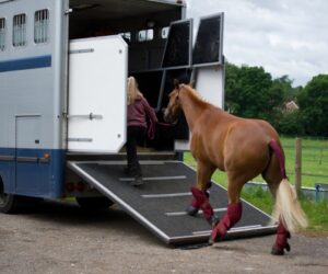 Horse Transportation Tips